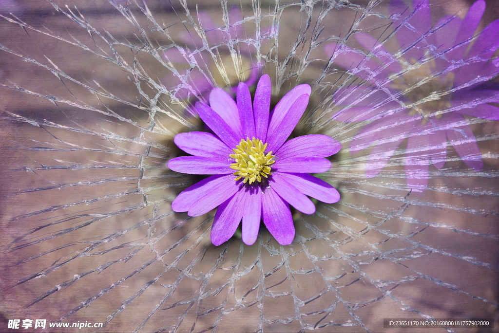 银莲花