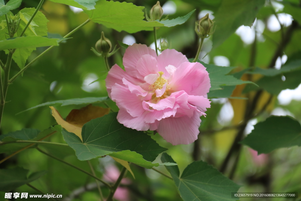 木芙蓉