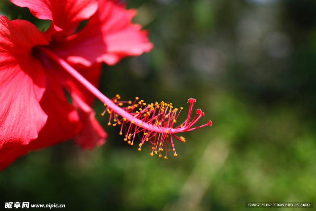 扶桑花