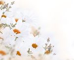 鲜花