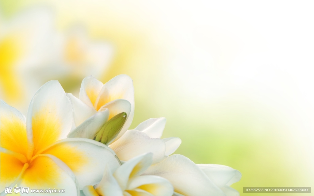 鲜花