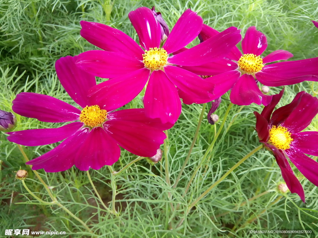 格桑花