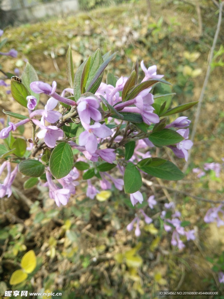 紫花