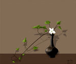 中式插花 手绘