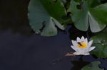 睡莲和蜜蜂