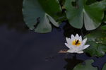 睡莲和蜜蜂