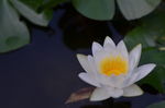 睡莲