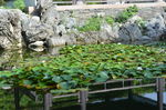 睡莲池