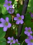 红花酢浆草