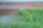 狗尾巴草
