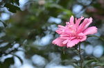 木槿