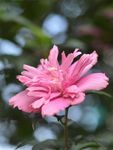 木槿
