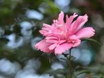 木槿