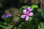 长春花