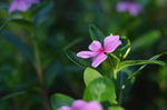 长春花