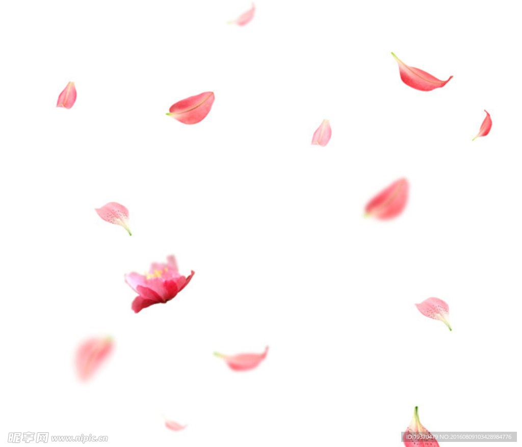 花朵素材 漂浮玫瑰花
