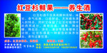 红豆杉鲜果养生酒