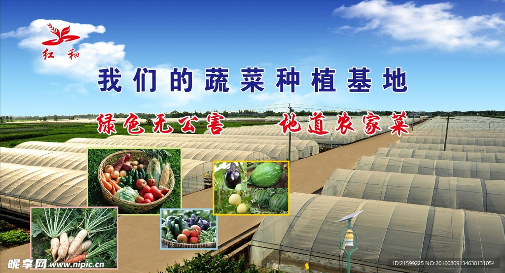 大棚绿色蔬菜合作社展板