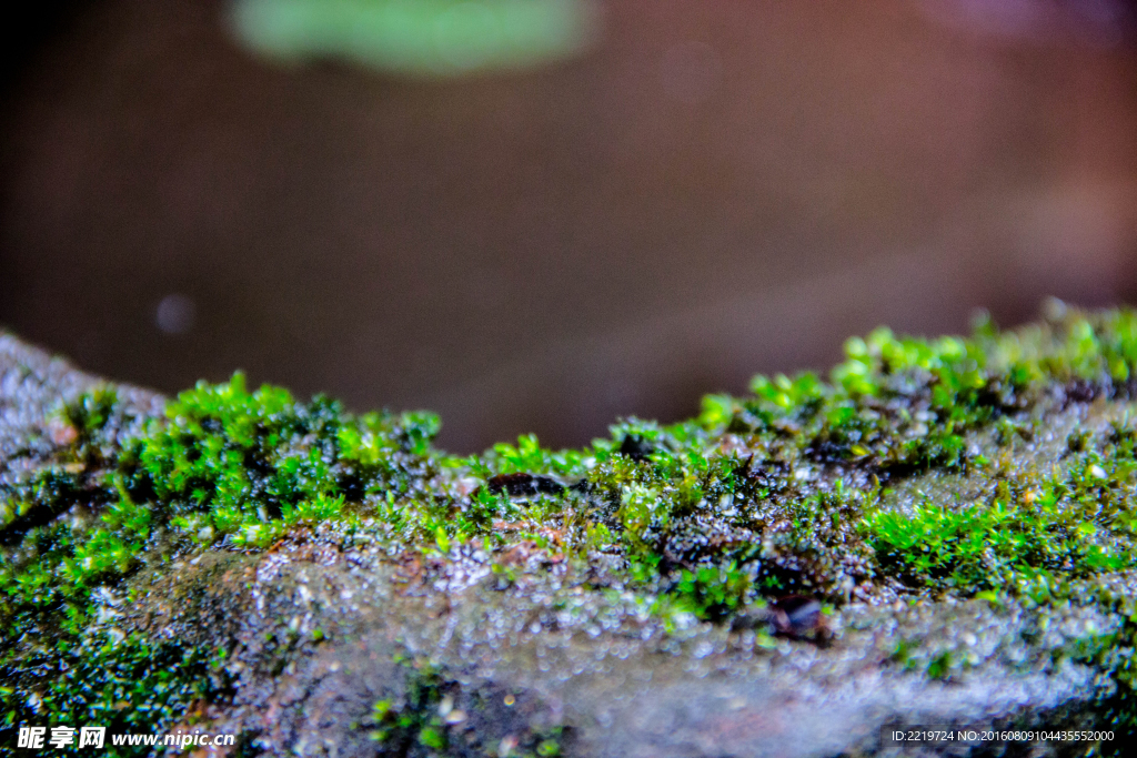 苔癣