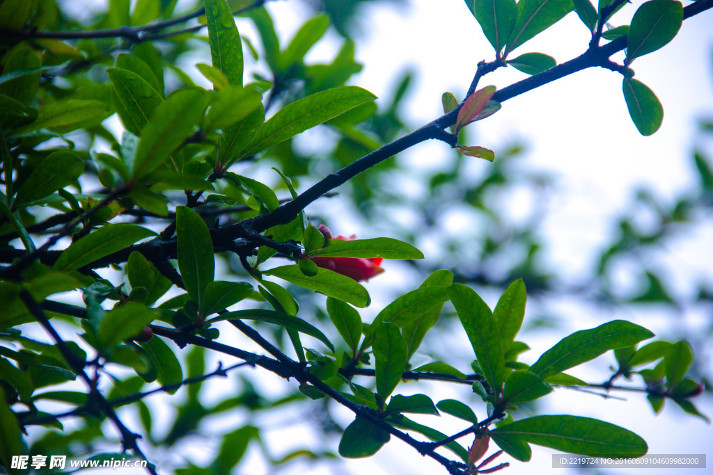 石榴花