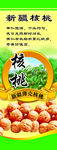 新疆核桃