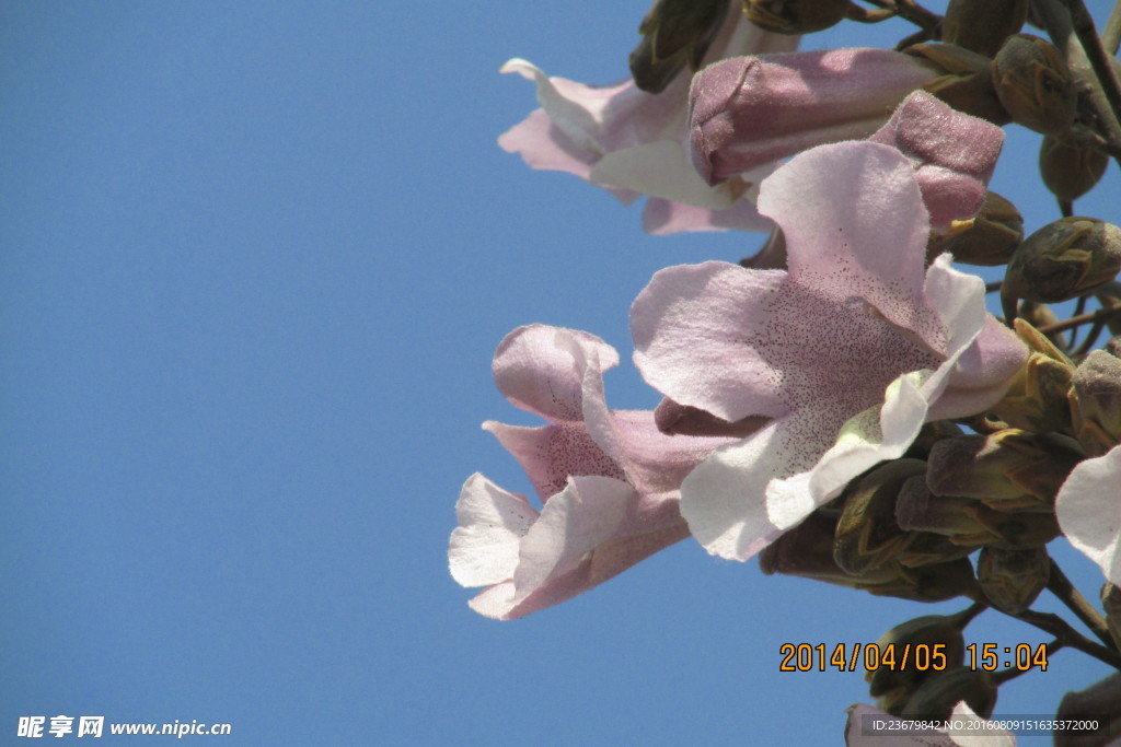 蓝天 桐花