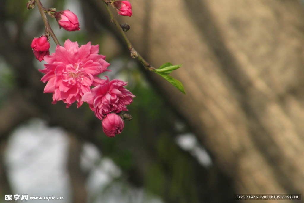 云龙湖 桃花