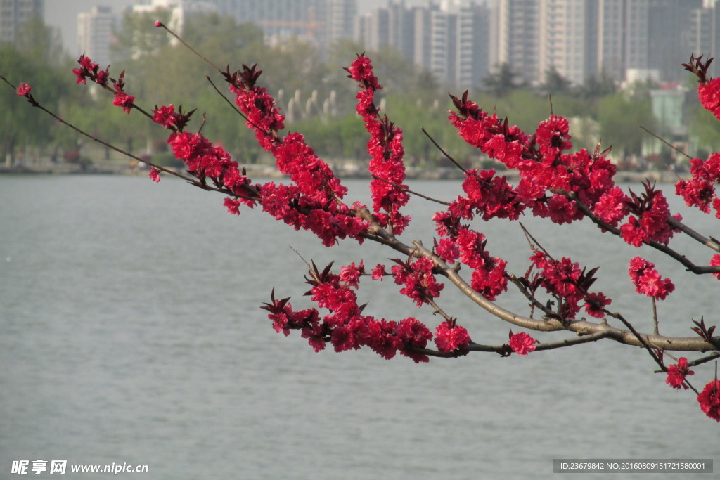 云龙湖 桃花