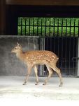 梅花鹿