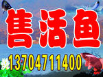 卖鱼背景