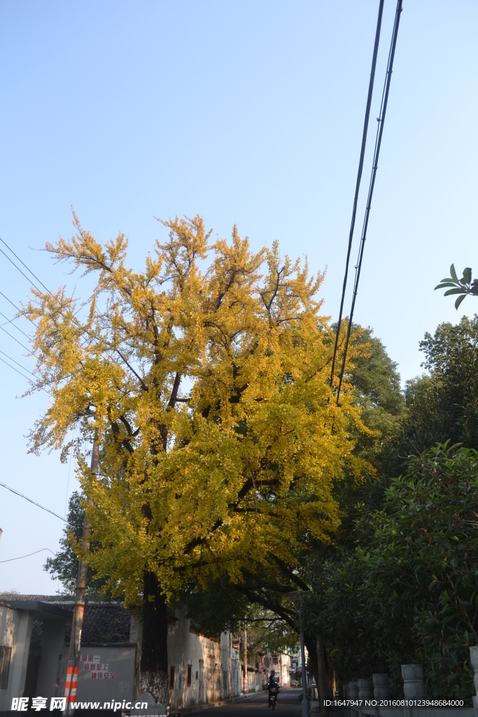 古银杏