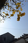 银杏