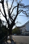 古银杏