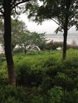 树木