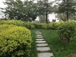 草地