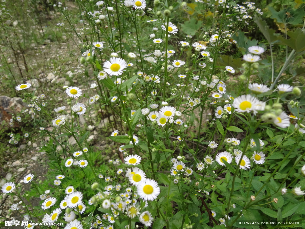 小花