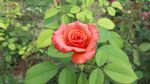 美丽鲜艳的玫瑰花