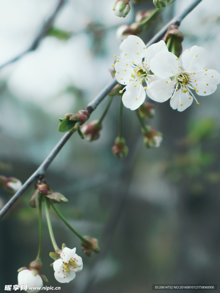 美丽的樱花