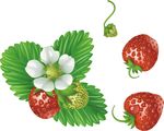 草莓