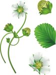 草莓花