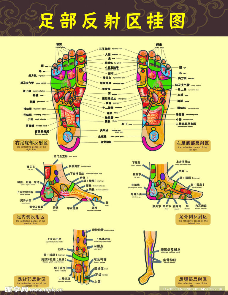 足部反射区挂图