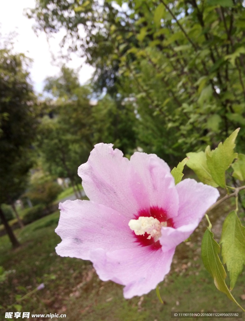 木槿花