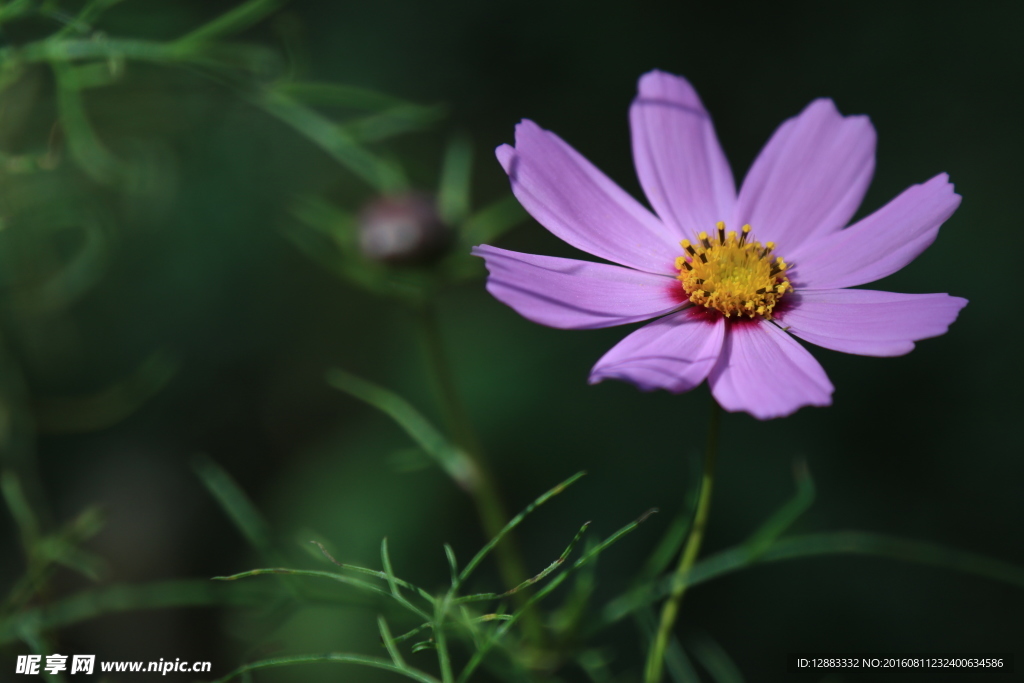 格桑花