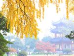 古银杏