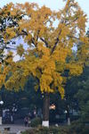 古银杏