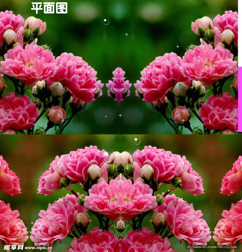 蔷薇花动态视频背景