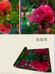蔷薇花卷起特效视频背景