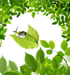 树叶 蜗牛