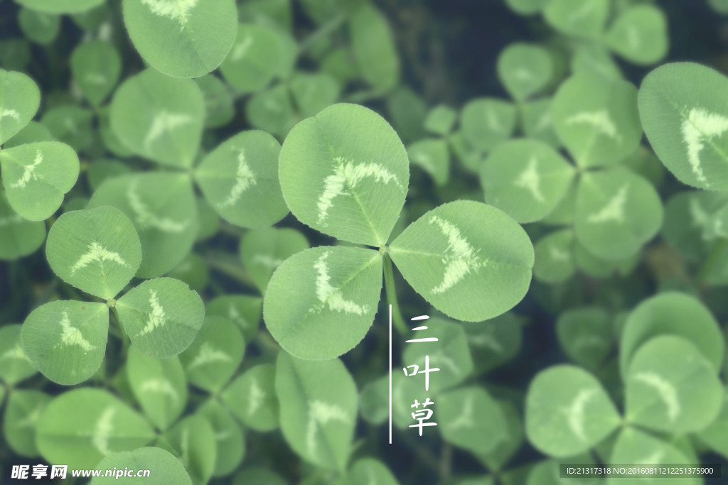 三叶草