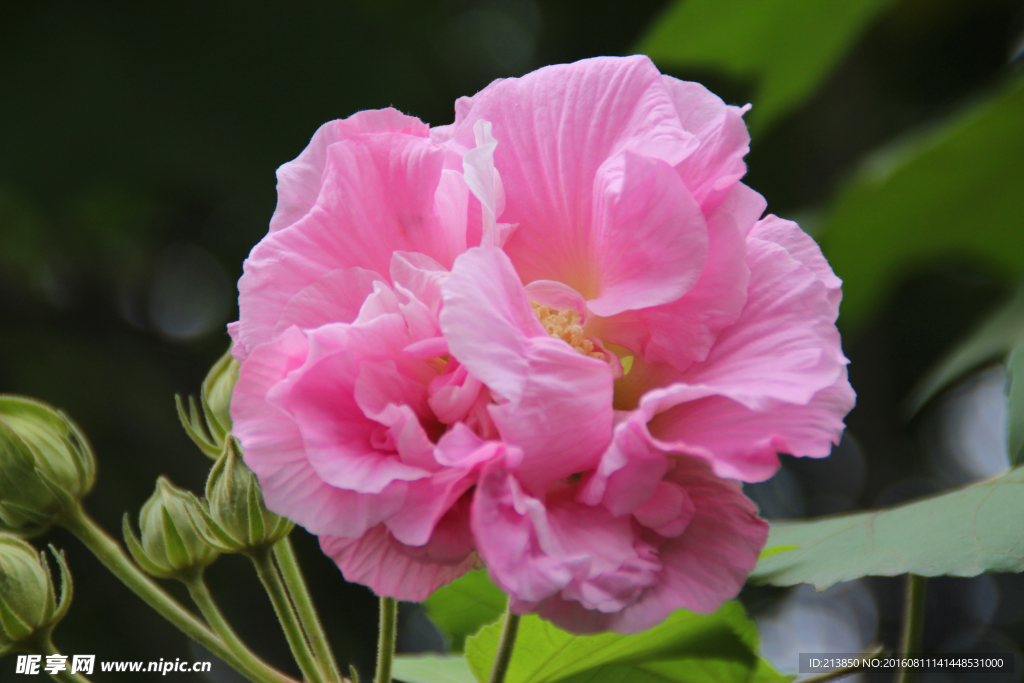 芙蓉花